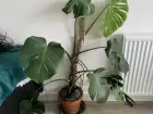 4 Plantes déménagement 