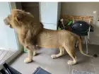 Lion naturalisé 