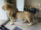 Lion empaillé